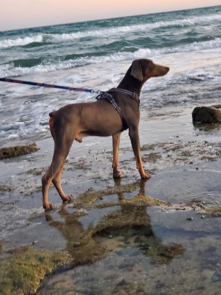 Ruger, a Adoptable Doberman Pinscher in Scottsdale, AZ image 2/9