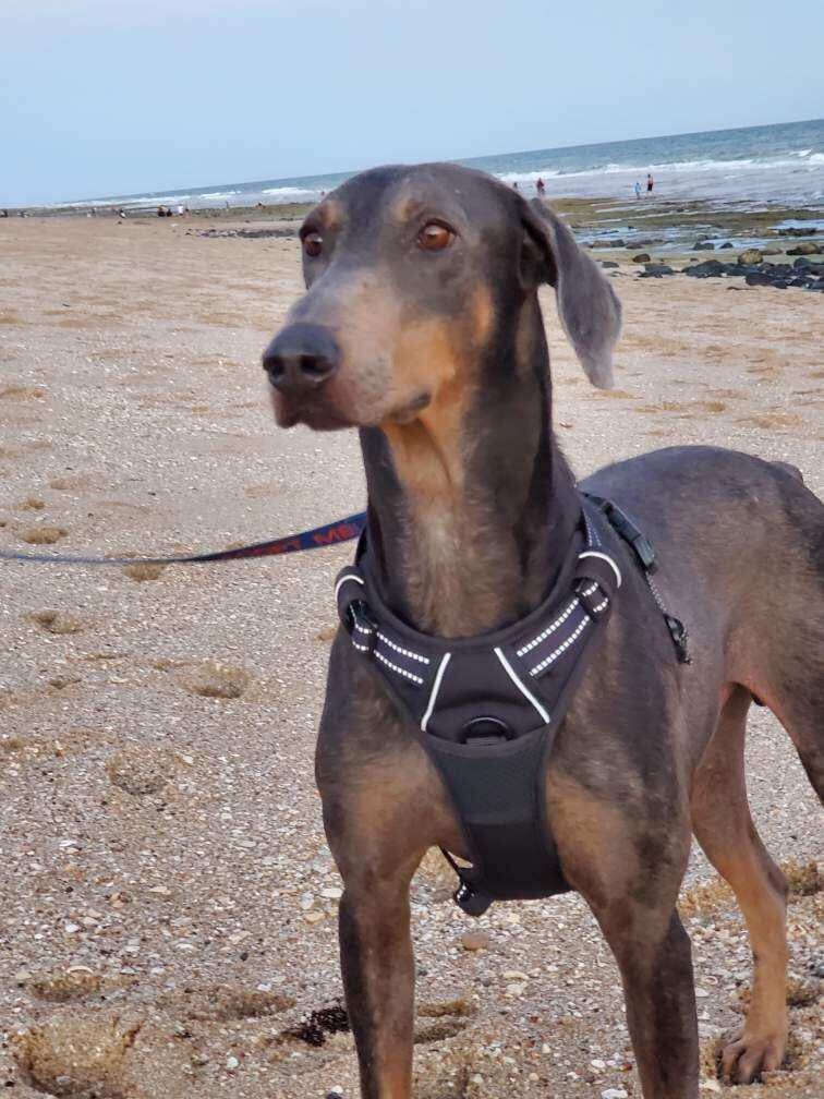 Ruger, a Adoptable Doberman Pinscher in Scottsdale, AZ image 3/9