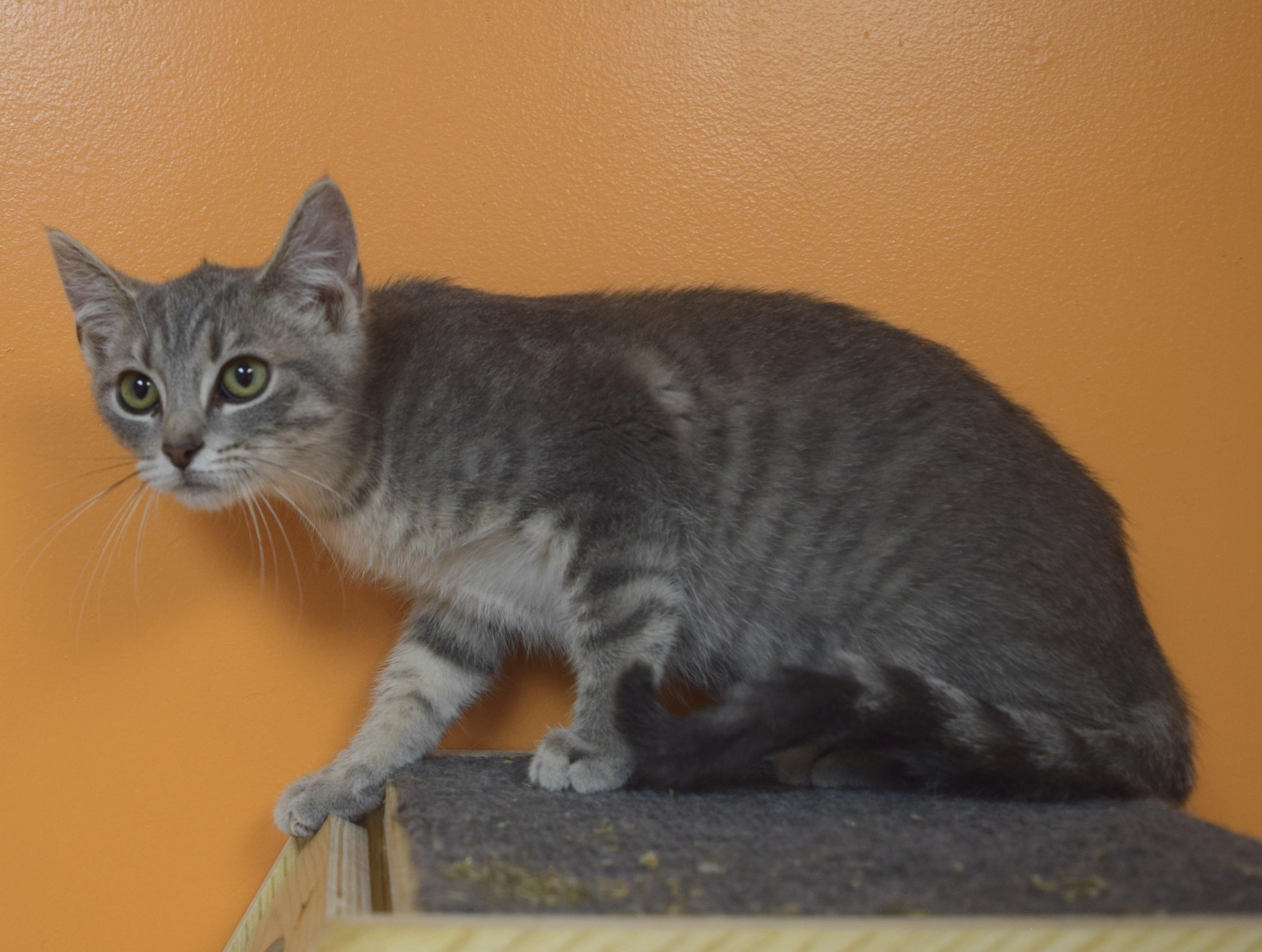 Pearl, Adoptable, Kitten Female Domestic Short Hair.