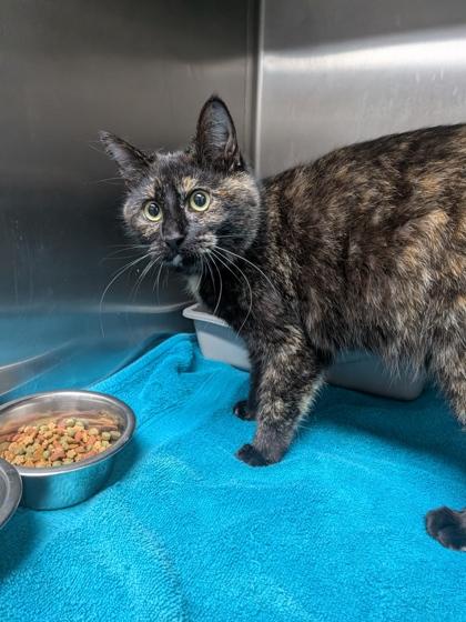 Beatrix, Adoptable, Adult Female Domestic Short Hair & Domestic Short Hair.