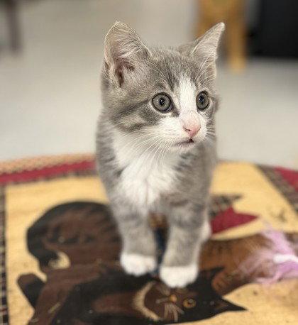 Enlarge FriXion, a Adoptable Domestic Short Hair in Midland, VA image 1/1