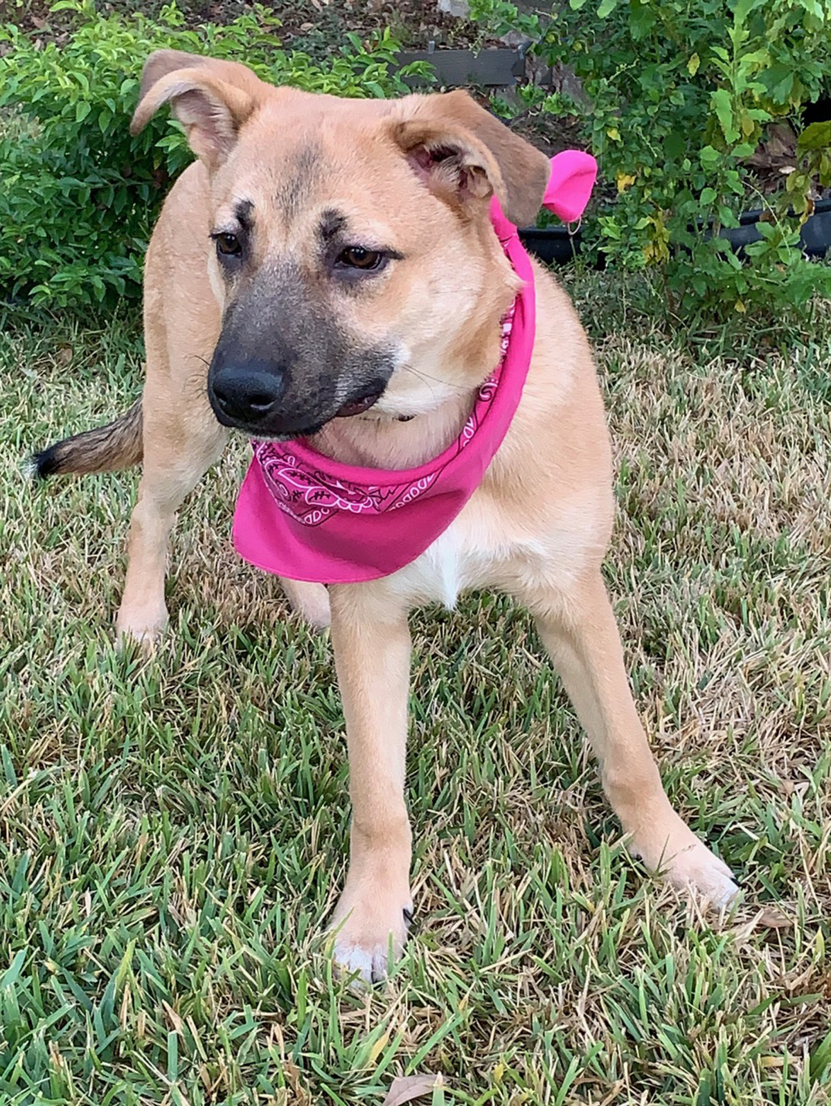 Enlarge PRECIOUS - WHAT A DOLL, a Adoptable mixed breed in Brattleboro, VT image 5/6