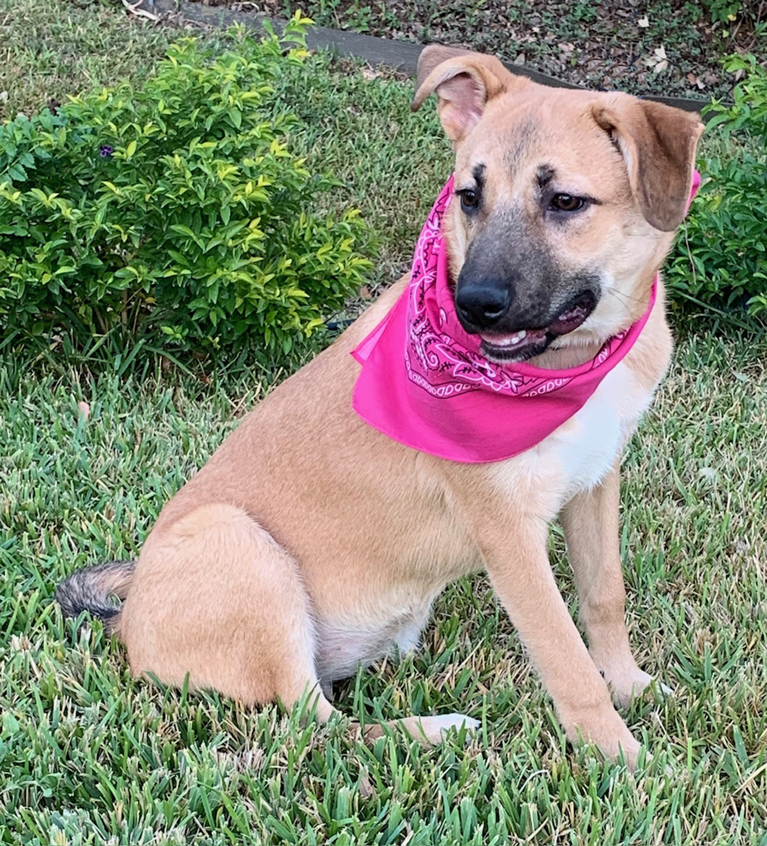 Enlarge PRECIOUS - WHAT A DOLL, a Adoptable mixed breed in Brattleboro, VT image 2/6