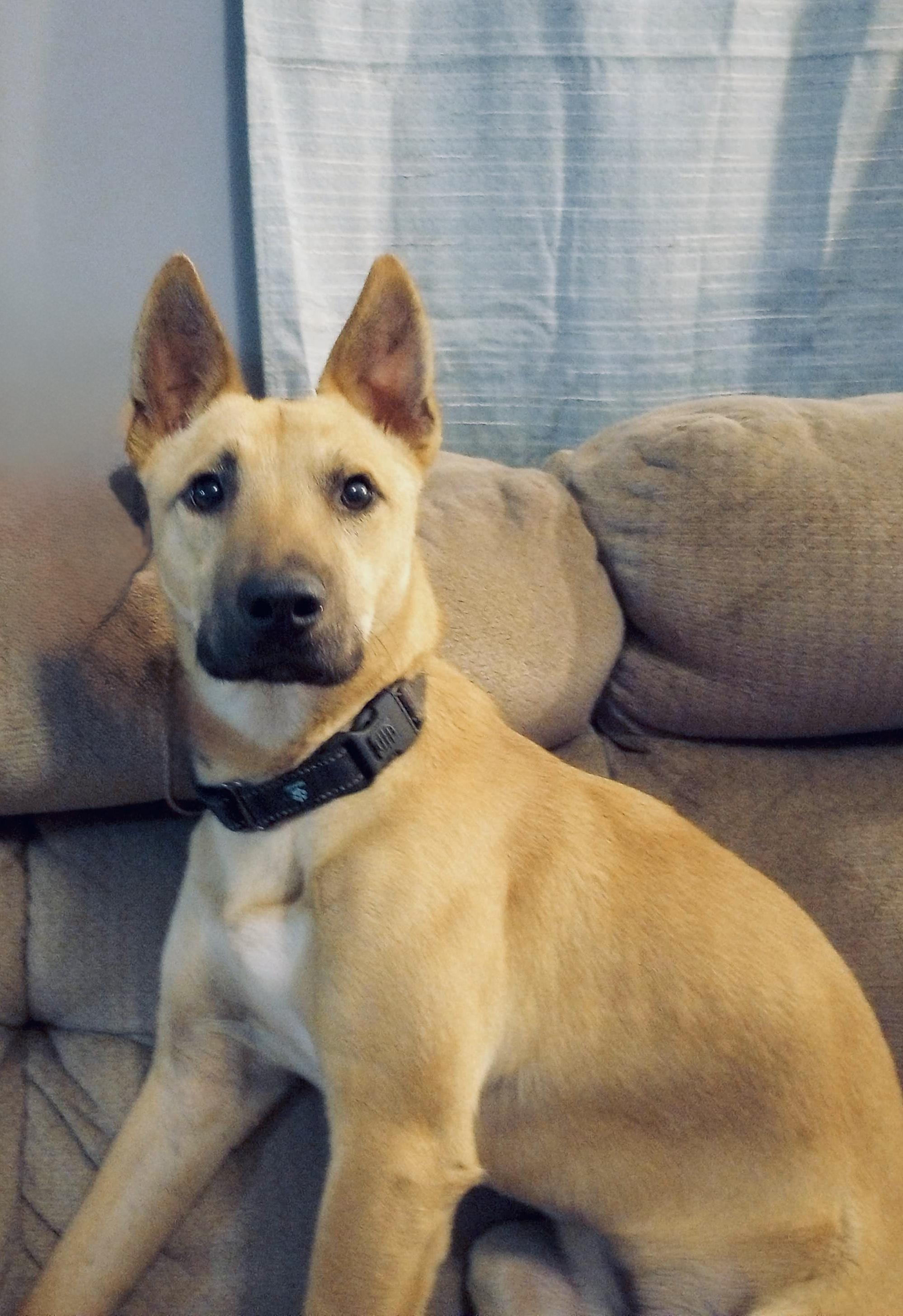 **LAZLO** SMALL BREED, Adult Male German Shepherd Dog