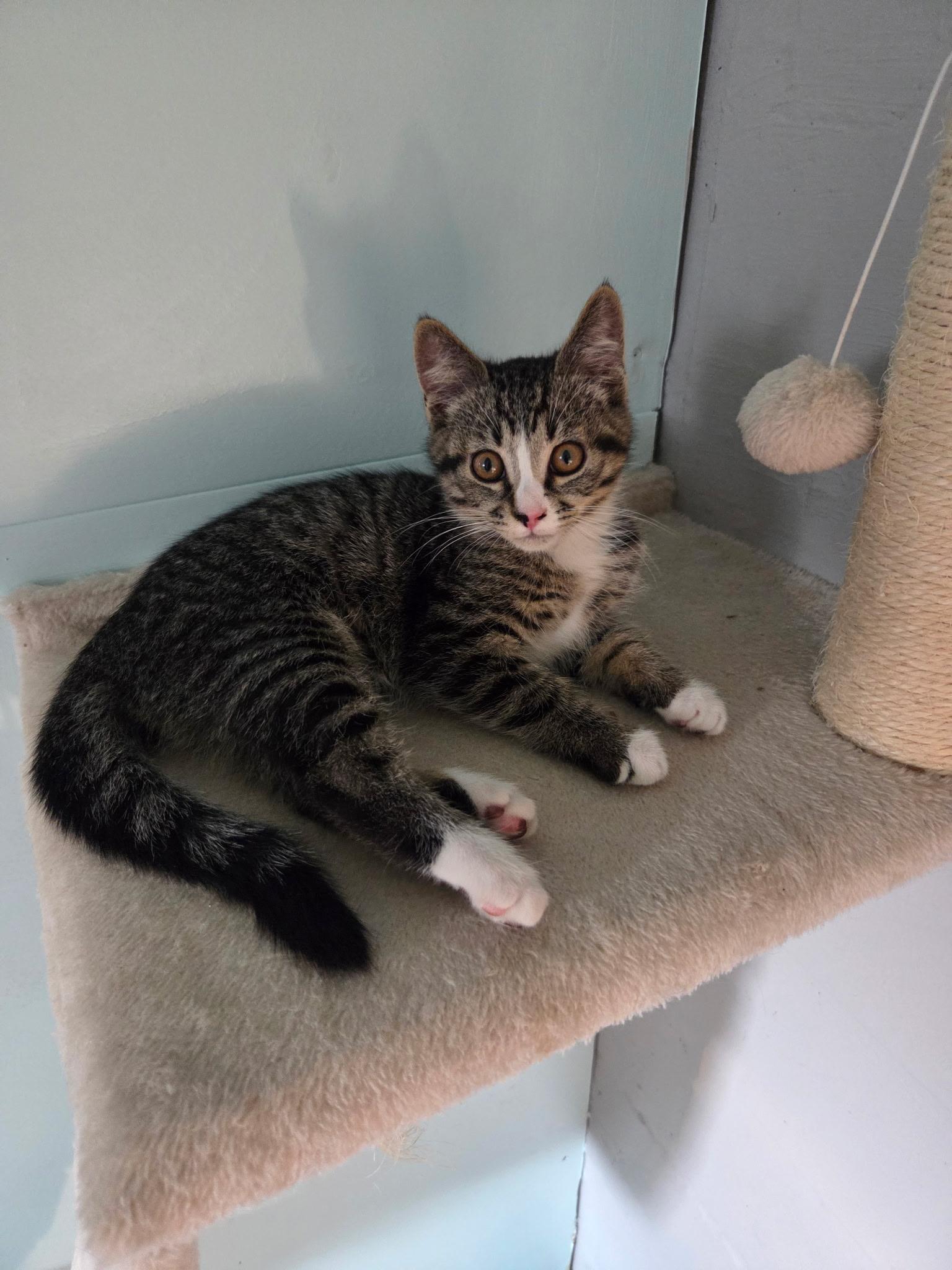 Enlarge Lucky, an adopted Domestic Short Hair in Des Moines , WA image 2/3