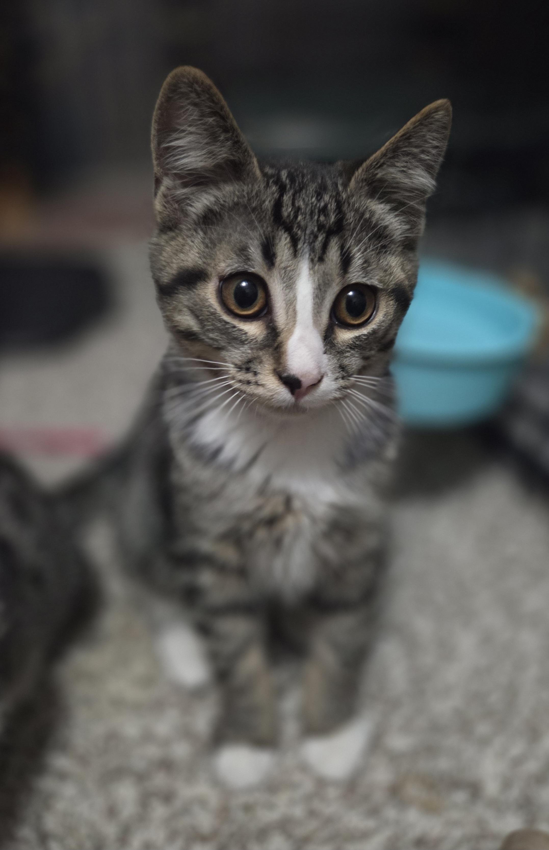 Lucky, adopted, Kitten Male Domestic Short Hair.