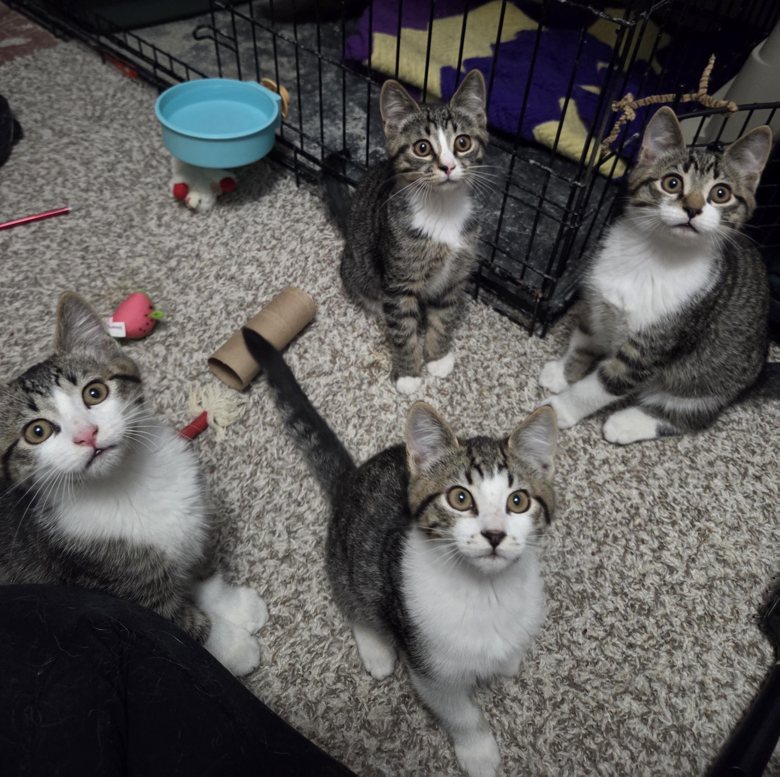 Enlarge Lucky, an adopted Domestic Short Hair in Des Moines , WA image 3/3