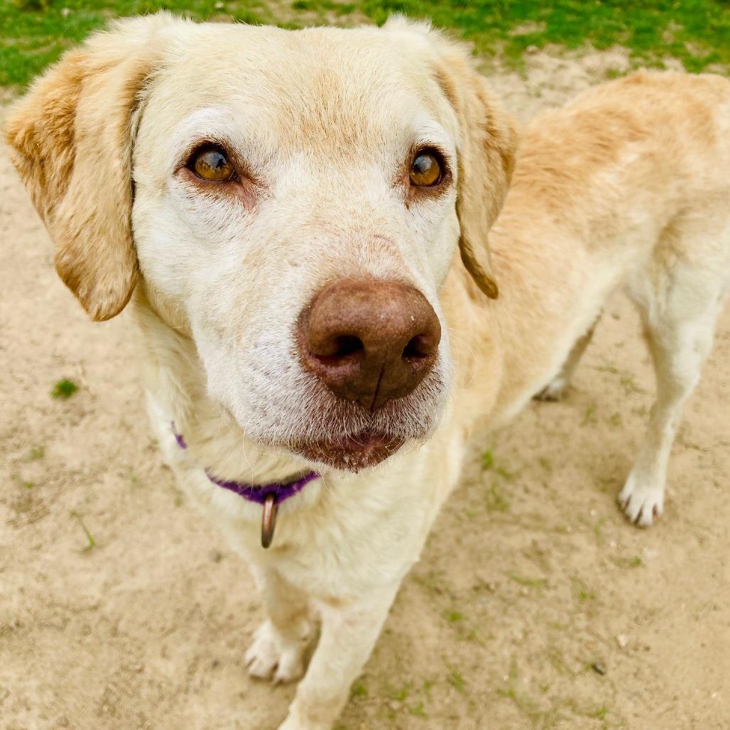 Enlarge Biscuit, a Adoptable mixed breed in Cabot, AR image 1/6