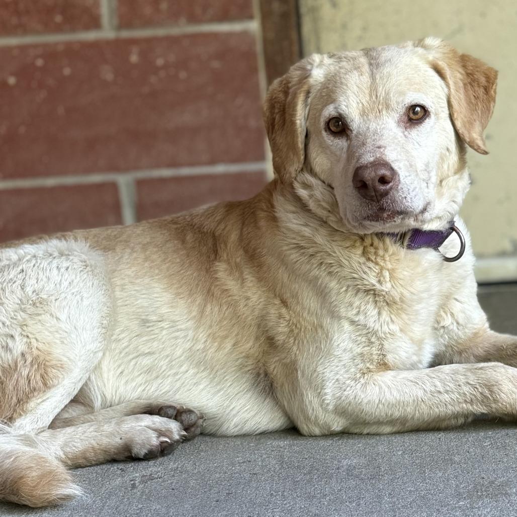 Enlarge Biscuit, a Adoptable mixed breed in Cabot, AR image 2/6