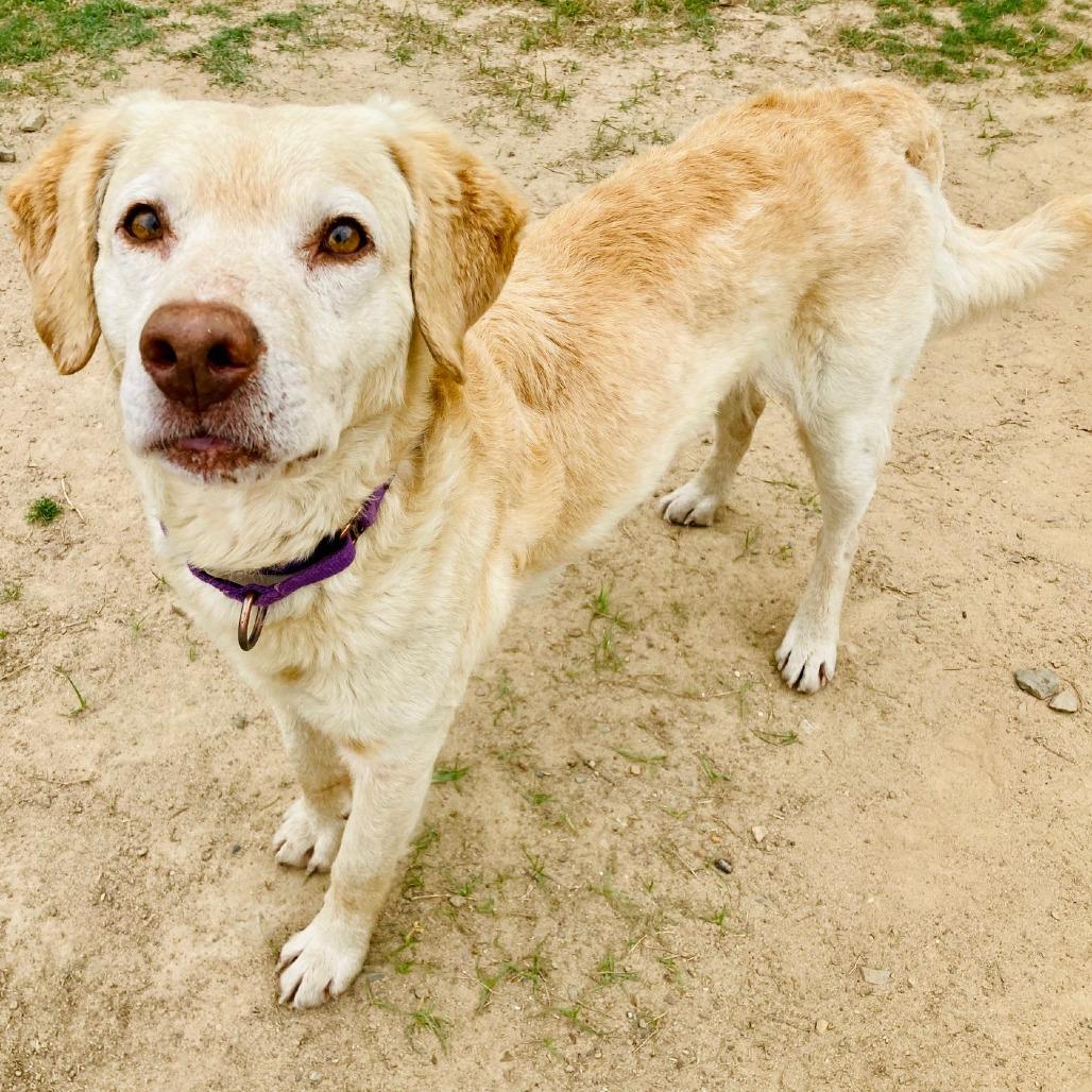 Enlarge Biscuit, a Adoptable mixed breed in Cabot, AR image 3/6