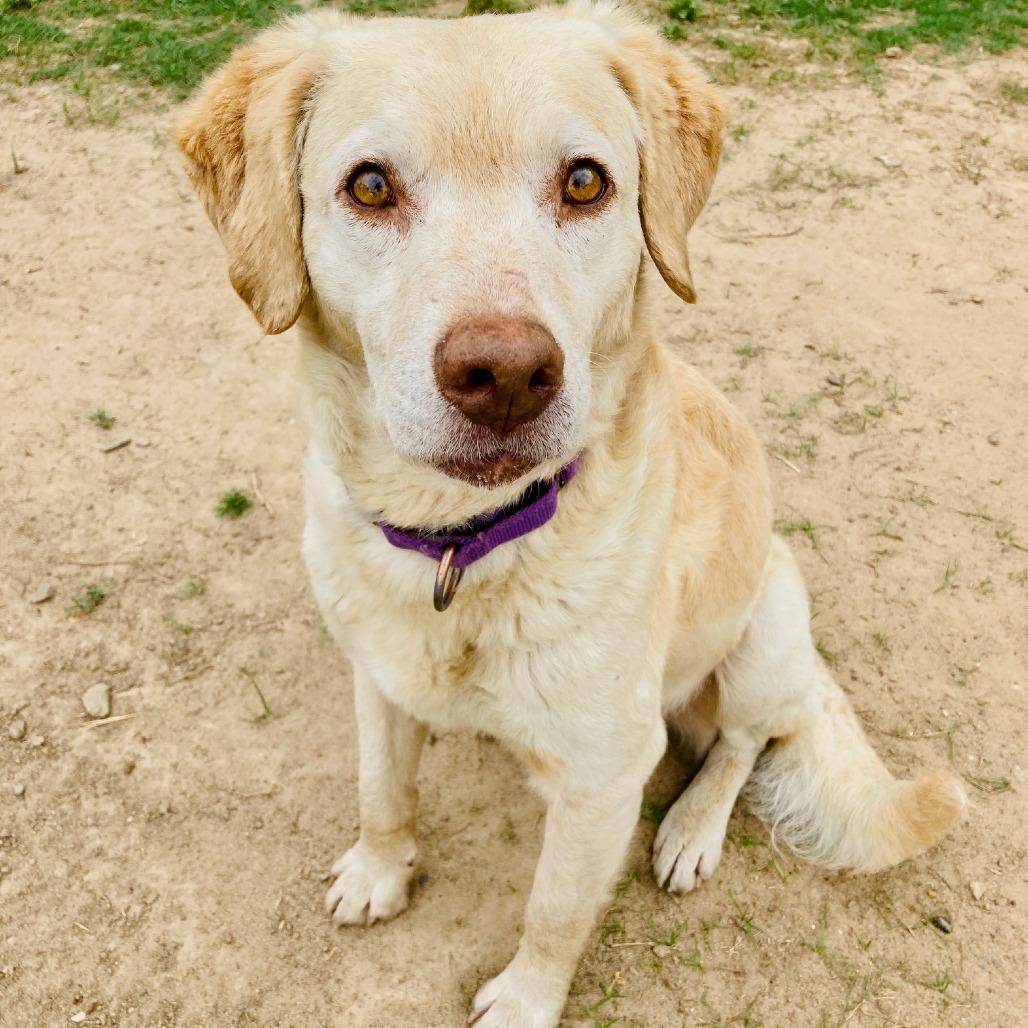 Enlarge Biscuit, a Adoptable mixed breed in Cabot, AR image 4/6