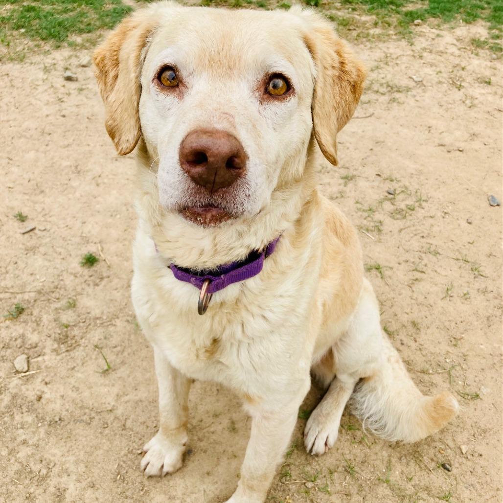 Enlarge Biscuit, a Adoptable mixed breed in Cabot, AR image 5/6