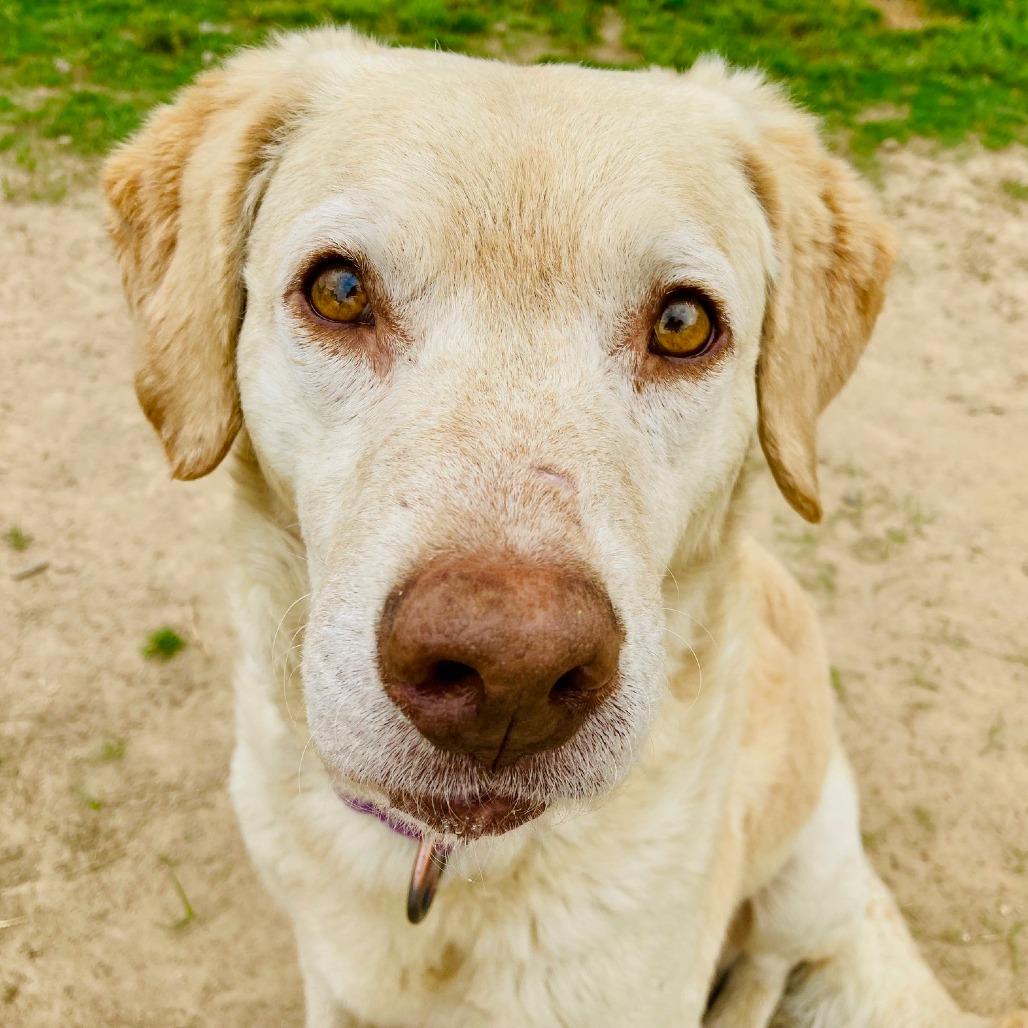 Enlarge Biscuit, a Adoptable mixed breed in Cabot, AR image 6/6