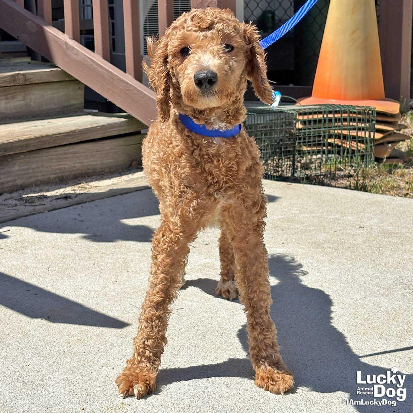 Enlarge Corky, a Adopted Poodle in Washington, DC image 2/3