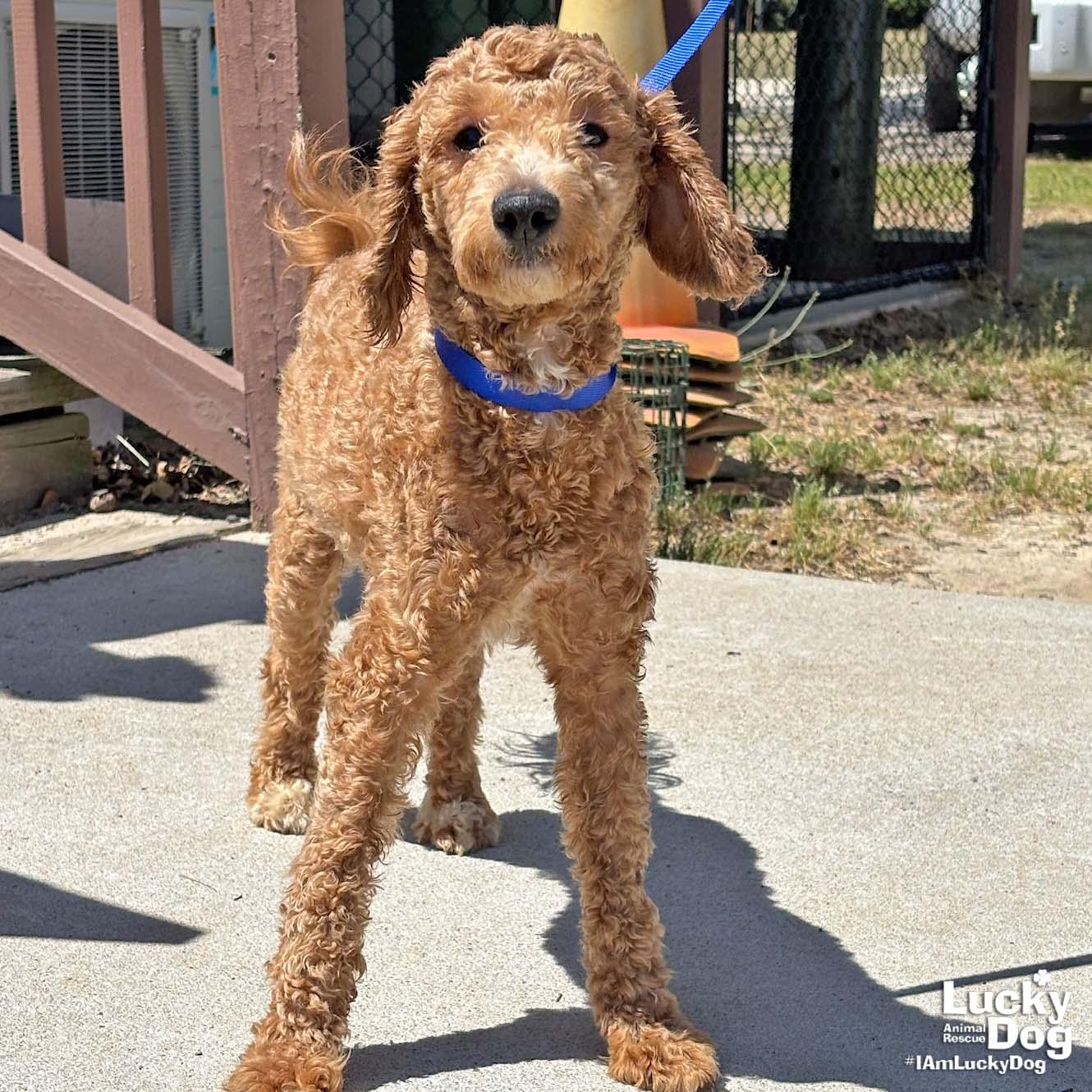 Enlarge Corky, a Adopted Poodle in Washington, DC image 3/3