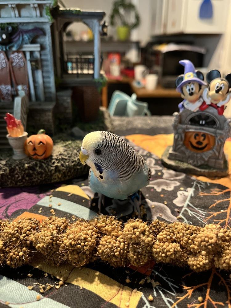 Jinx, Adoptable, Young Female Budgie / Budgerigar.