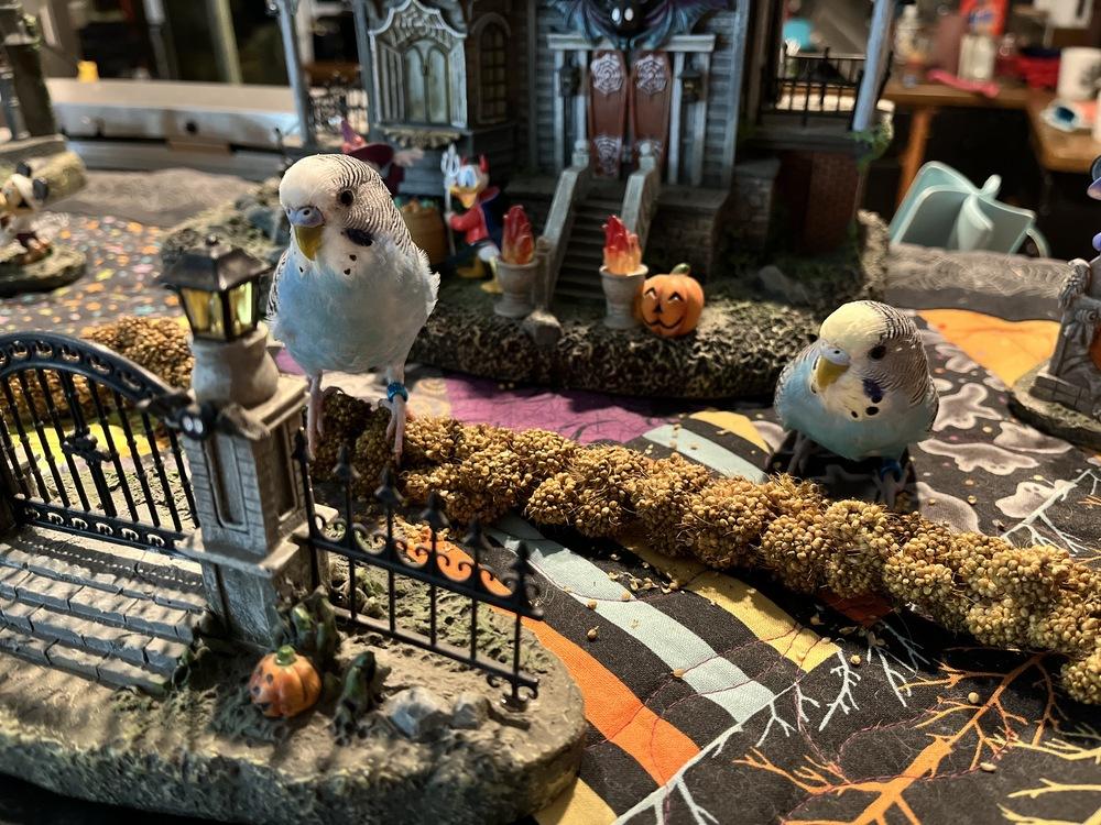 Enlarge Jinx, a Adoptable Budgie / Budgerigar in Pasco, WA image 2/3