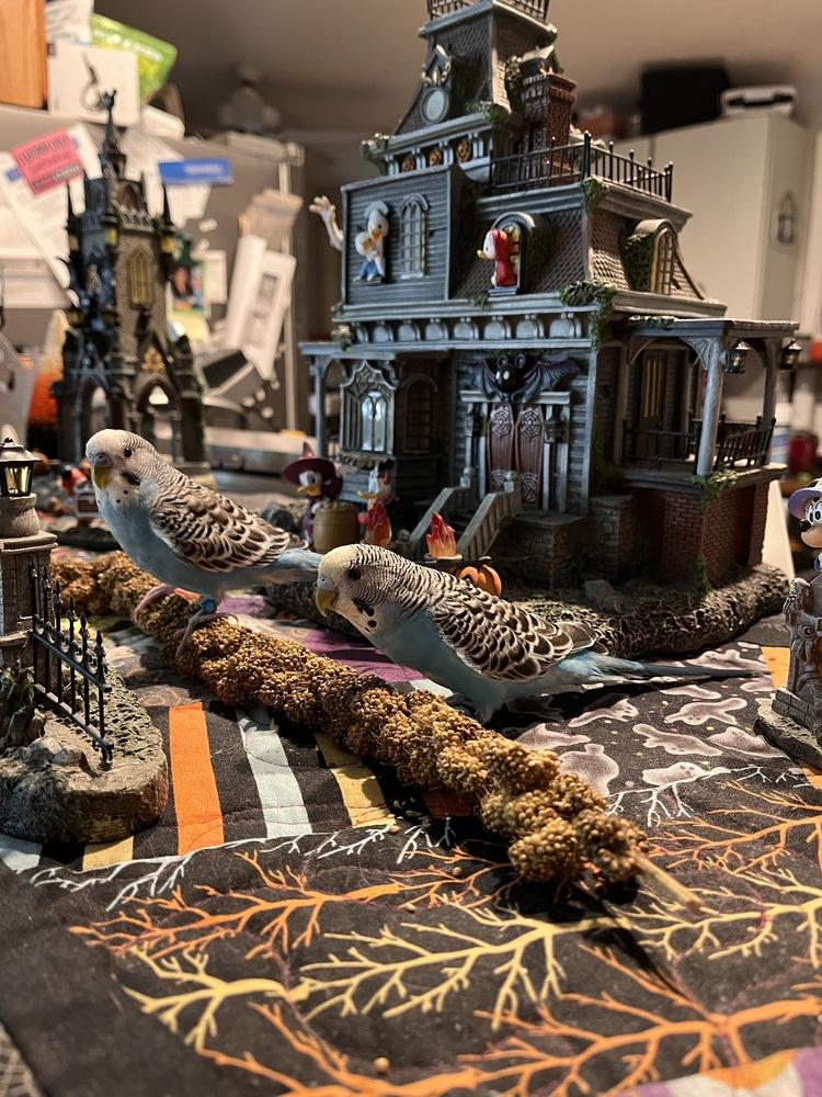 Enlarge Jinx, a Adoptable Budgie / Budgerigar in Pasco, WA image 3/3