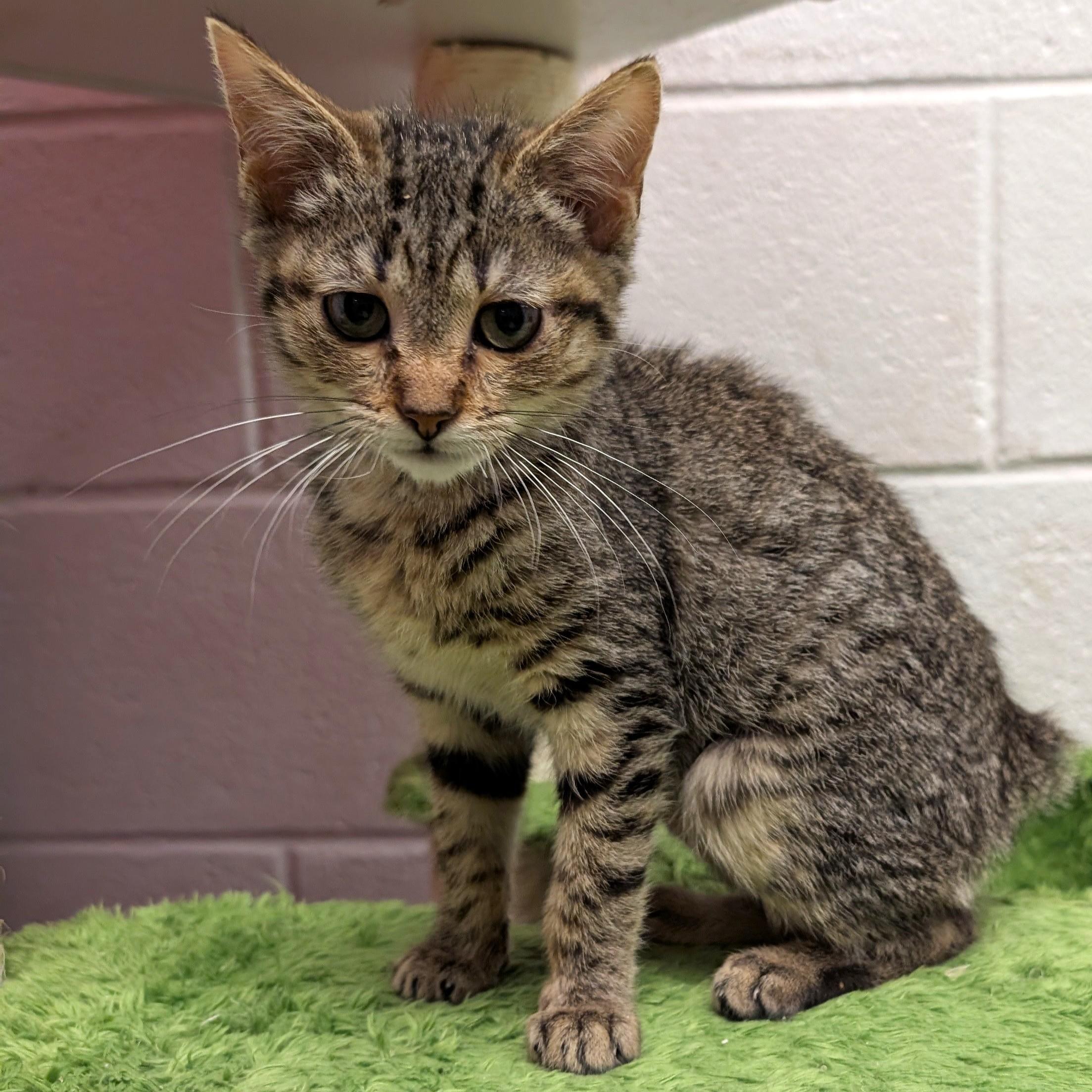 Jasmine, adopted, Young Female Domestic Short Hair & Tabby.