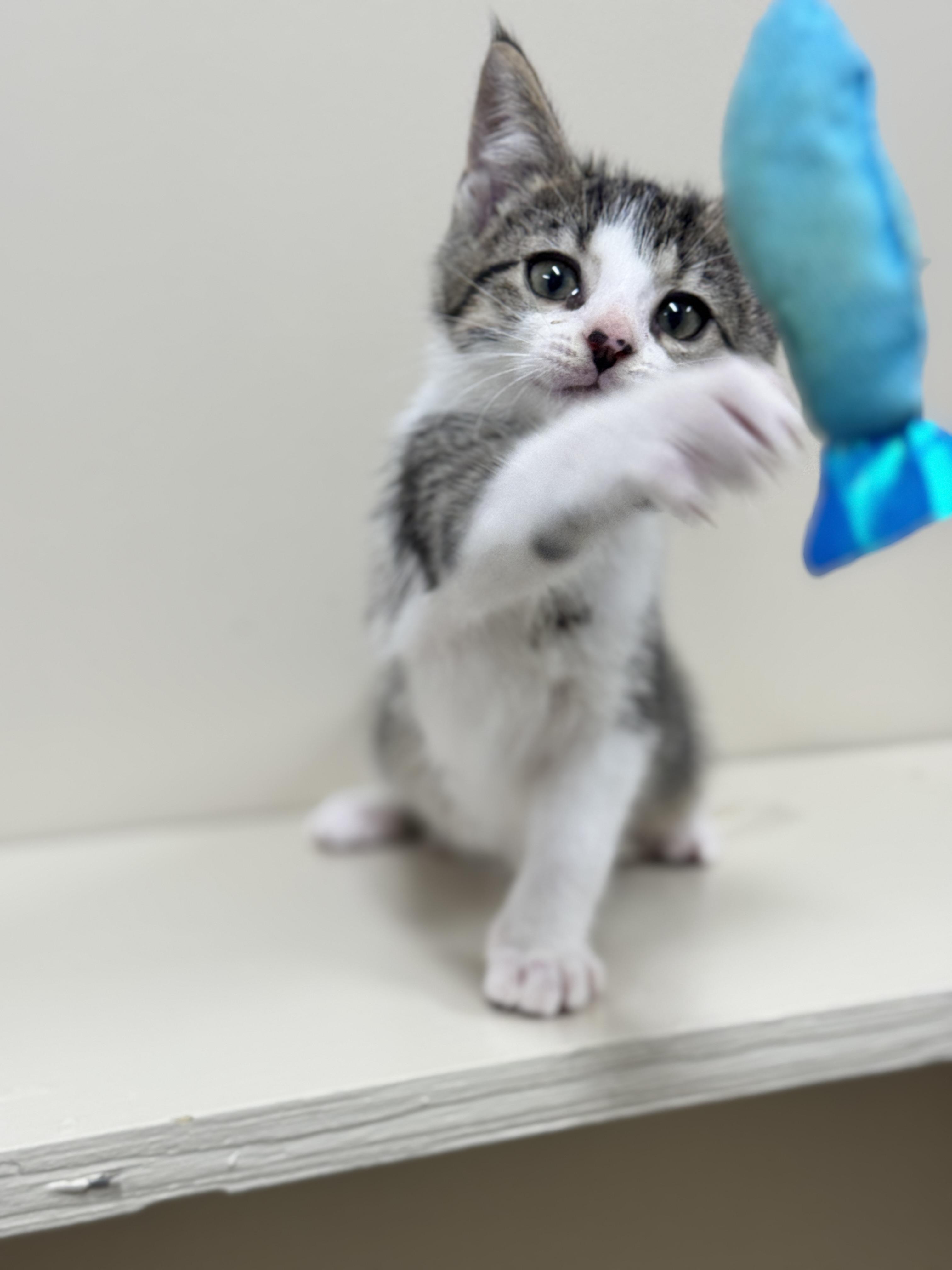 Borneo, an adoptable Domestic Short Hair in Hackensack, MN, 56452 | Photo Image 1