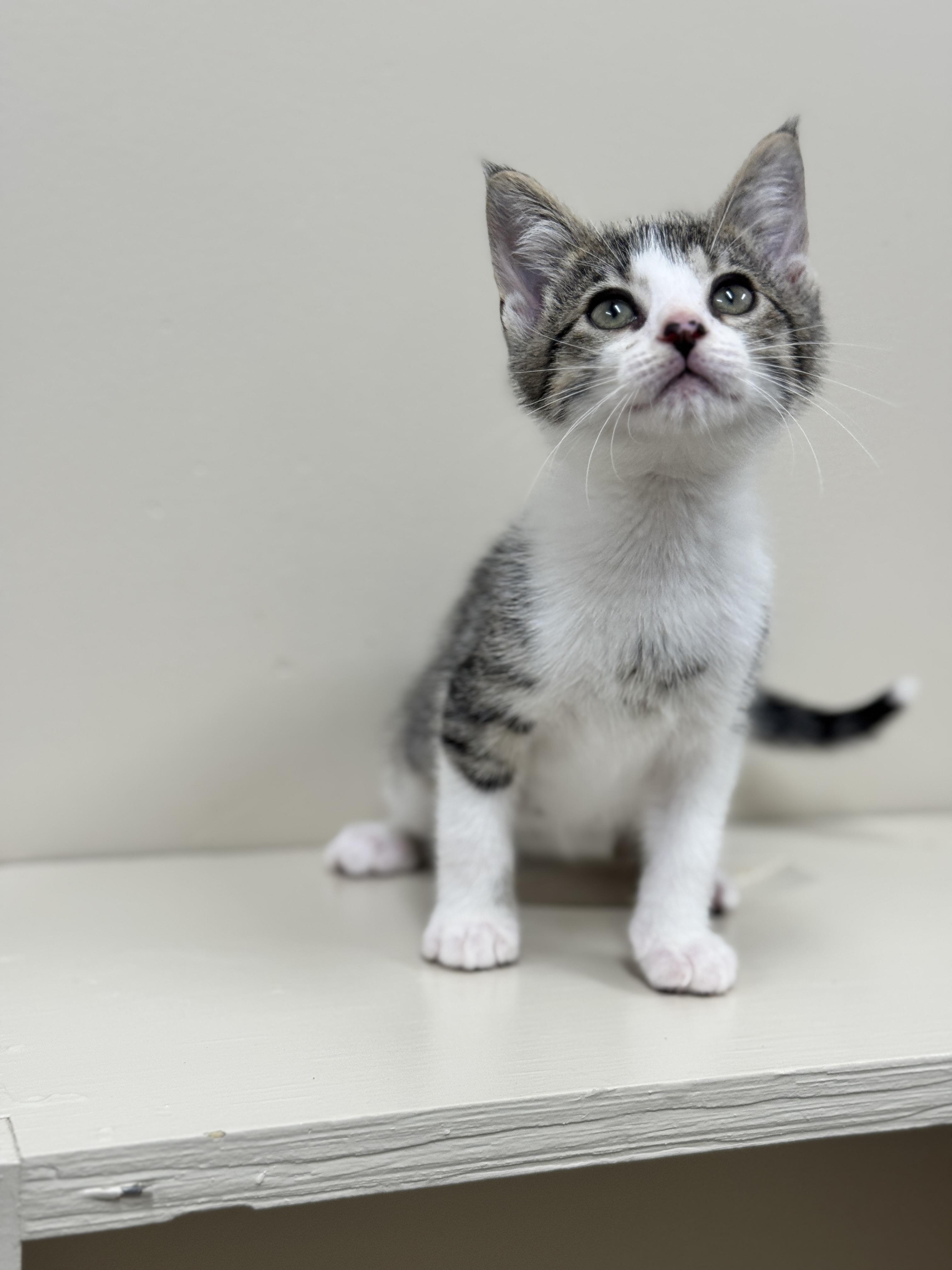 Borneo, an adoptable Domestic Short Hair in Hackensack, MN, 56452 | Photo Image 2