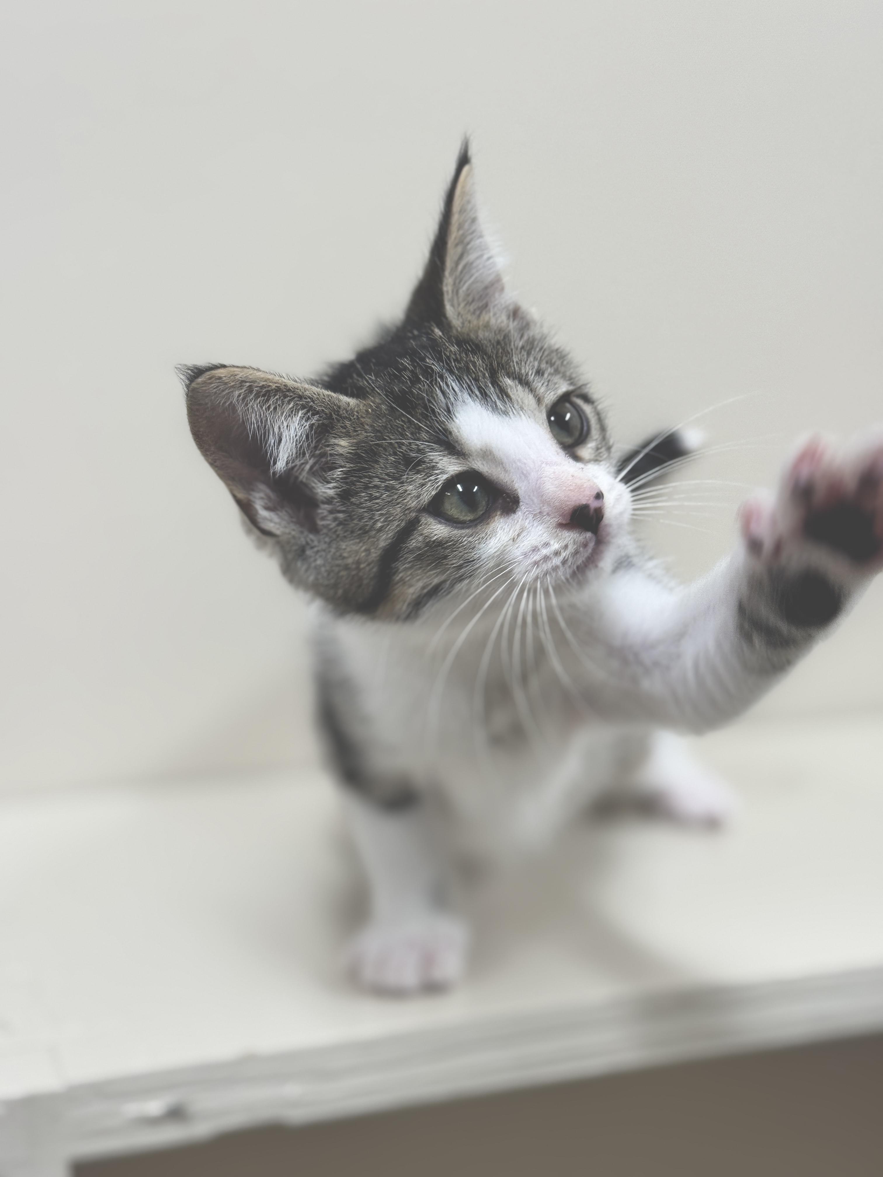 Borneo, an adoptable Domestic Short Hair in Hackensack, MN, 56452 | Photo Image 3