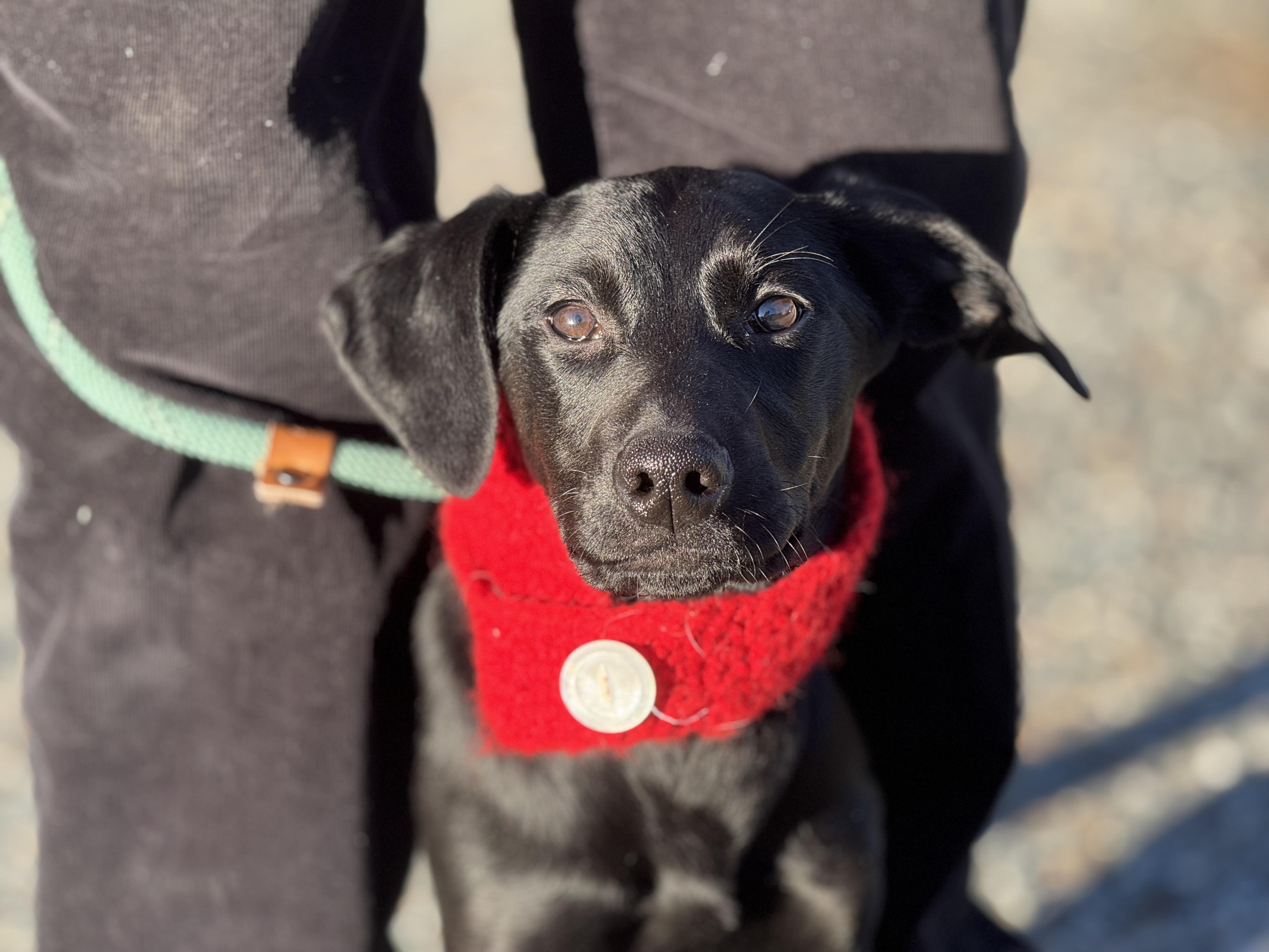 Midnight, a ADOPTABLE mixed breed in Richmond, VA image 3/6