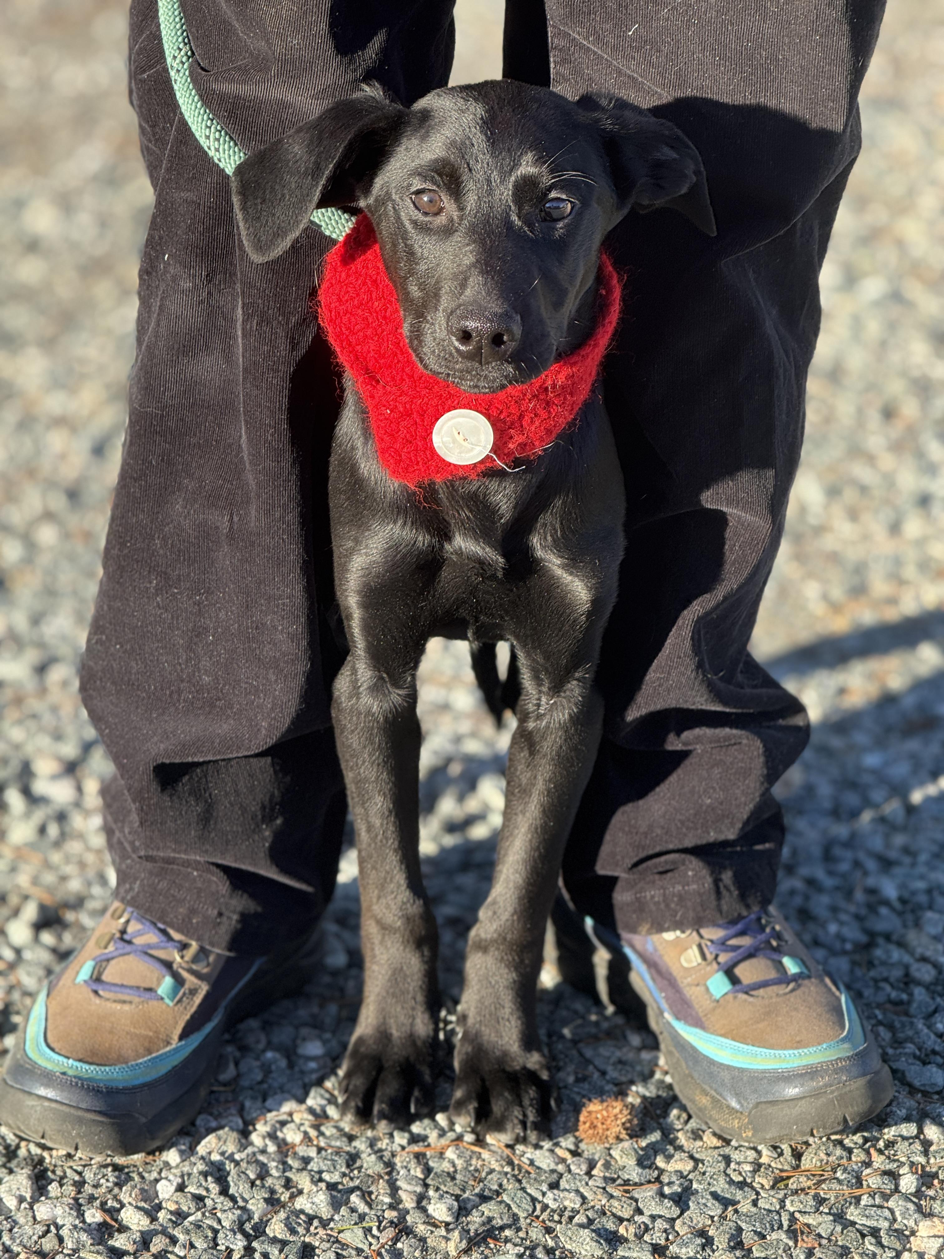 Midnight, a ADOPTABLE mixed breed in Richmond, VA image 4/6