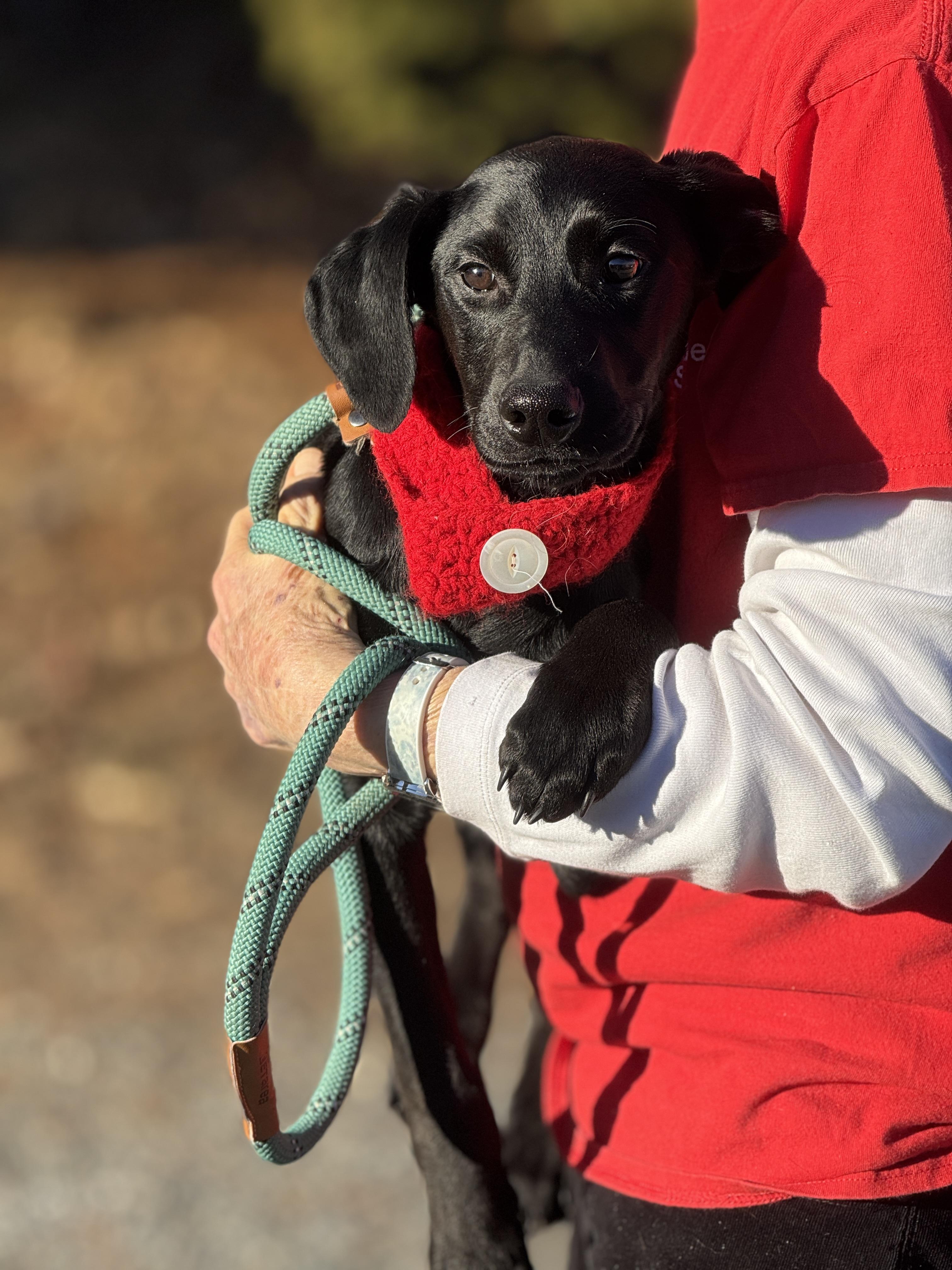 Midnight, a ADOPTABLE mixed breed in Richmond, VA image 5/6