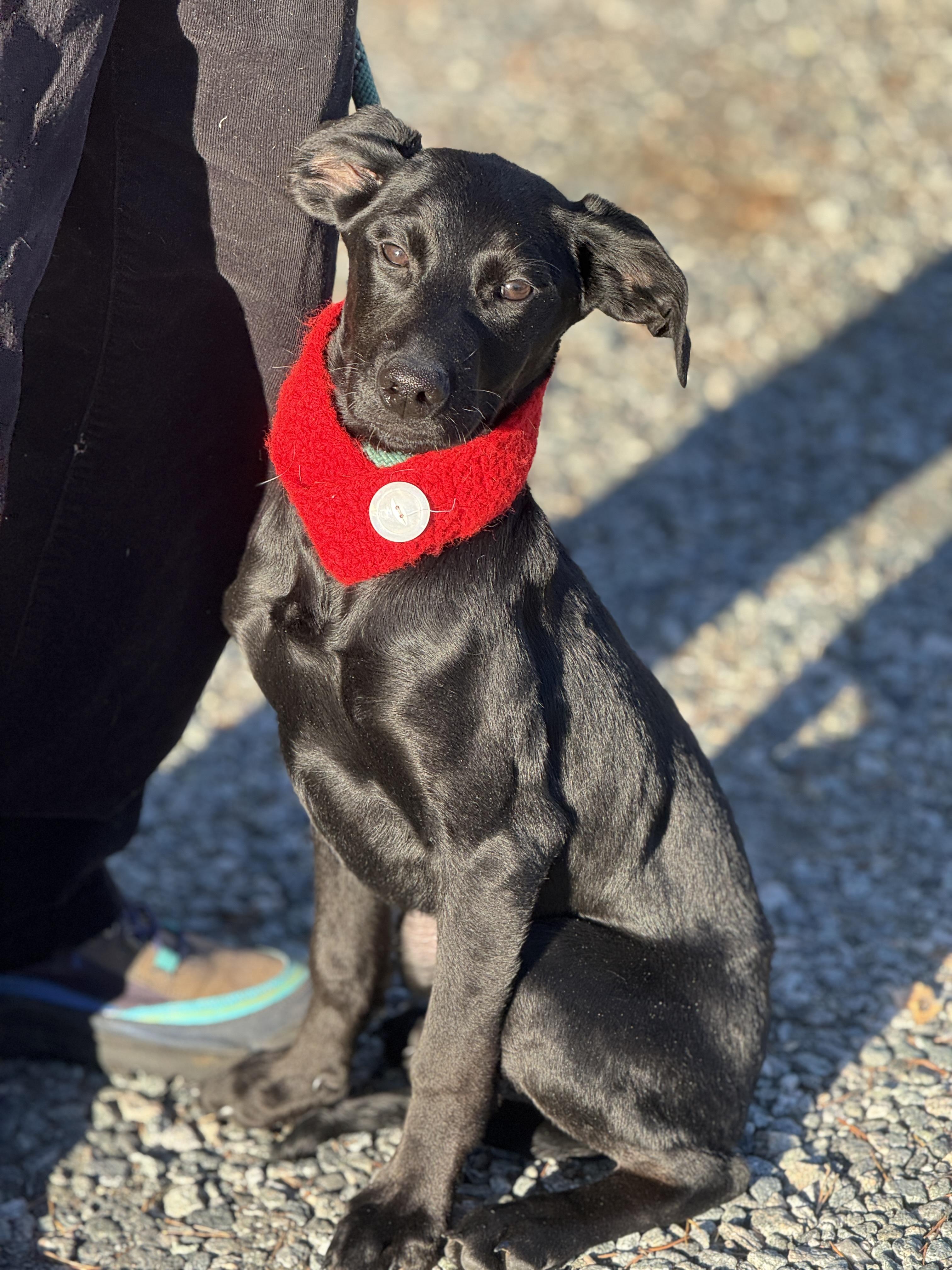 Midnight, a ADOPTABLE mixed breed in Richmond, VA image 2/6