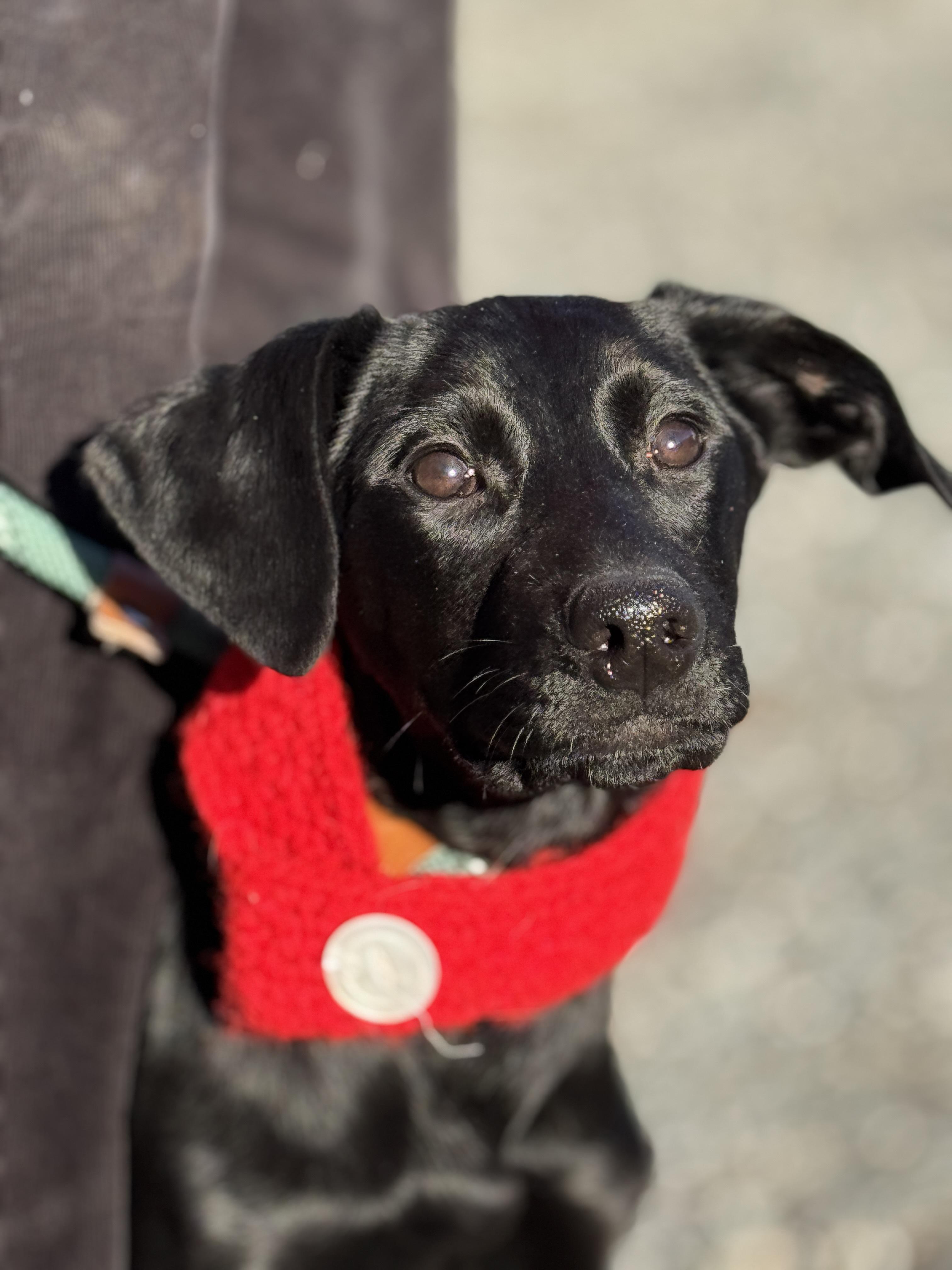 Midnight, ADOPTABLE, Young Female Black Labrador Retriever.