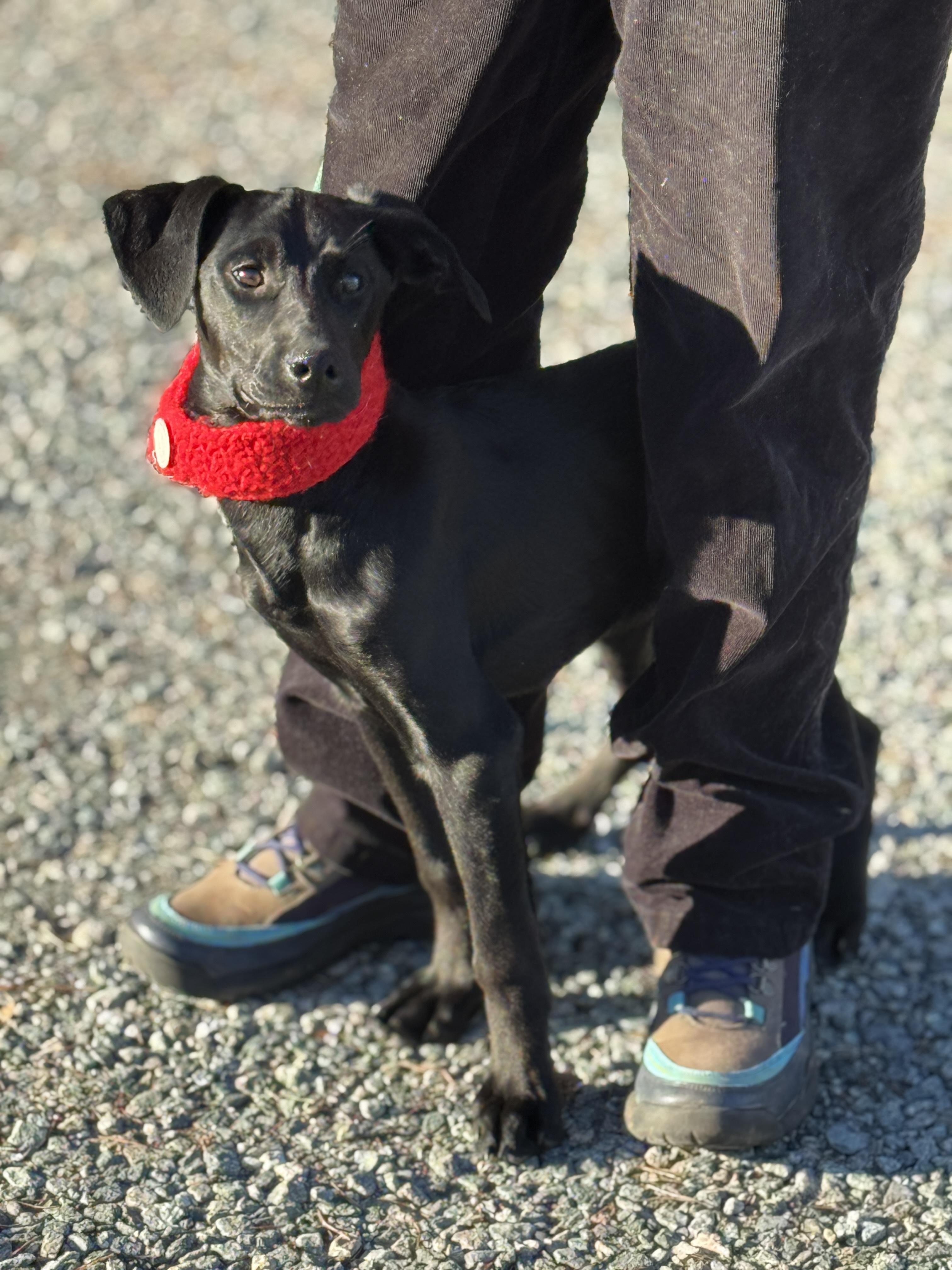 Midnight, a ADOPTABLE mixed breed in Richmond, VA image 6/6