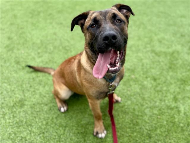 CHRIS, Adoptable, Young Male Black Mouth Cur & Mixed Breed.