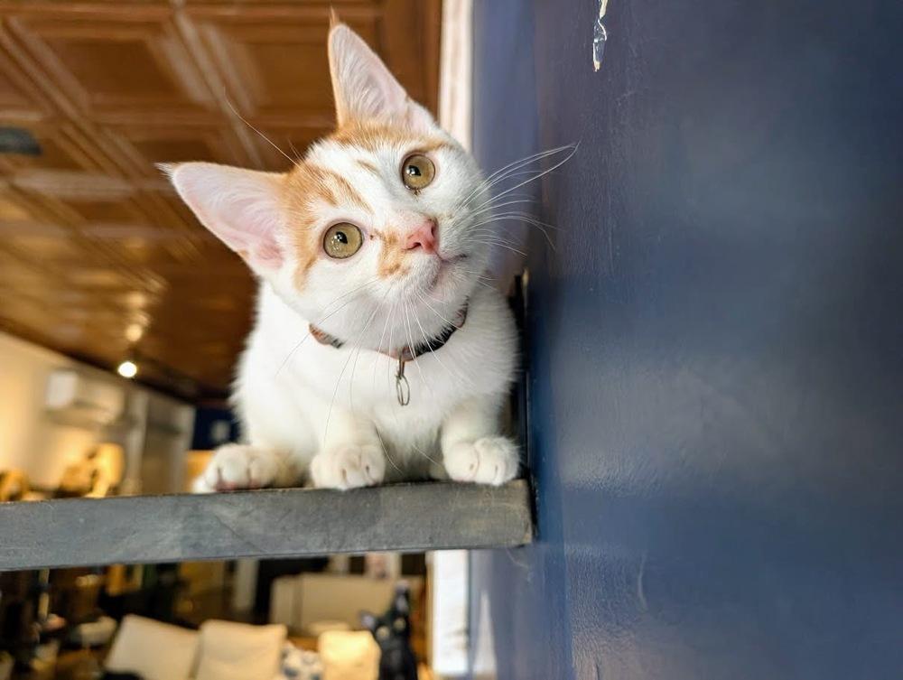 Mikey, a Adoptable Domestic Short Hair in Lewisburg, PA image 2/5