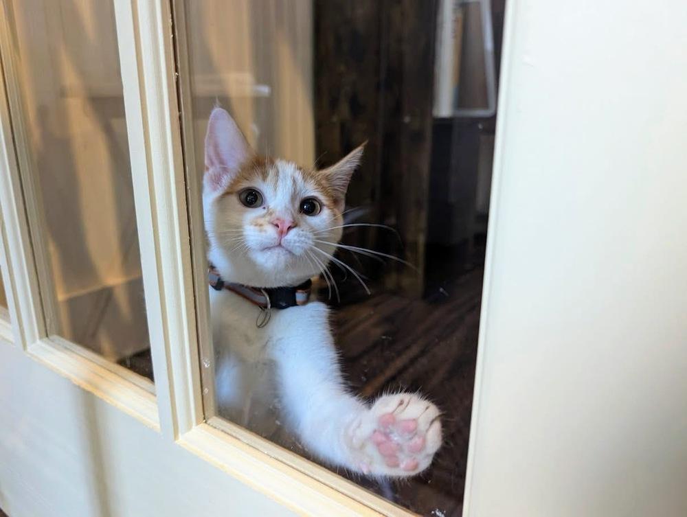 Mikey, a Adoptable Domestic Short Hair in Lewisburg, PA image 4/5