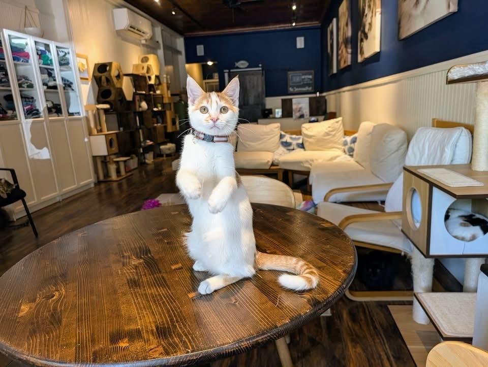 Mikey, a Adoptable Domestic Short Hair in Lewisburg, PA image 5/5