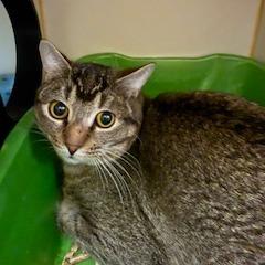 Mark, Adoptable, Adult Male Domestic Short Hair.