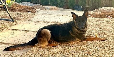 Enlarge Ember, a Adoptable German Shepherd Dog in Fulton, CA image 3/4