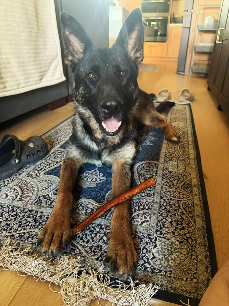 Enlarge Ember, a Adoptable German Shepherd Dog in Fulton, CA image 4/5