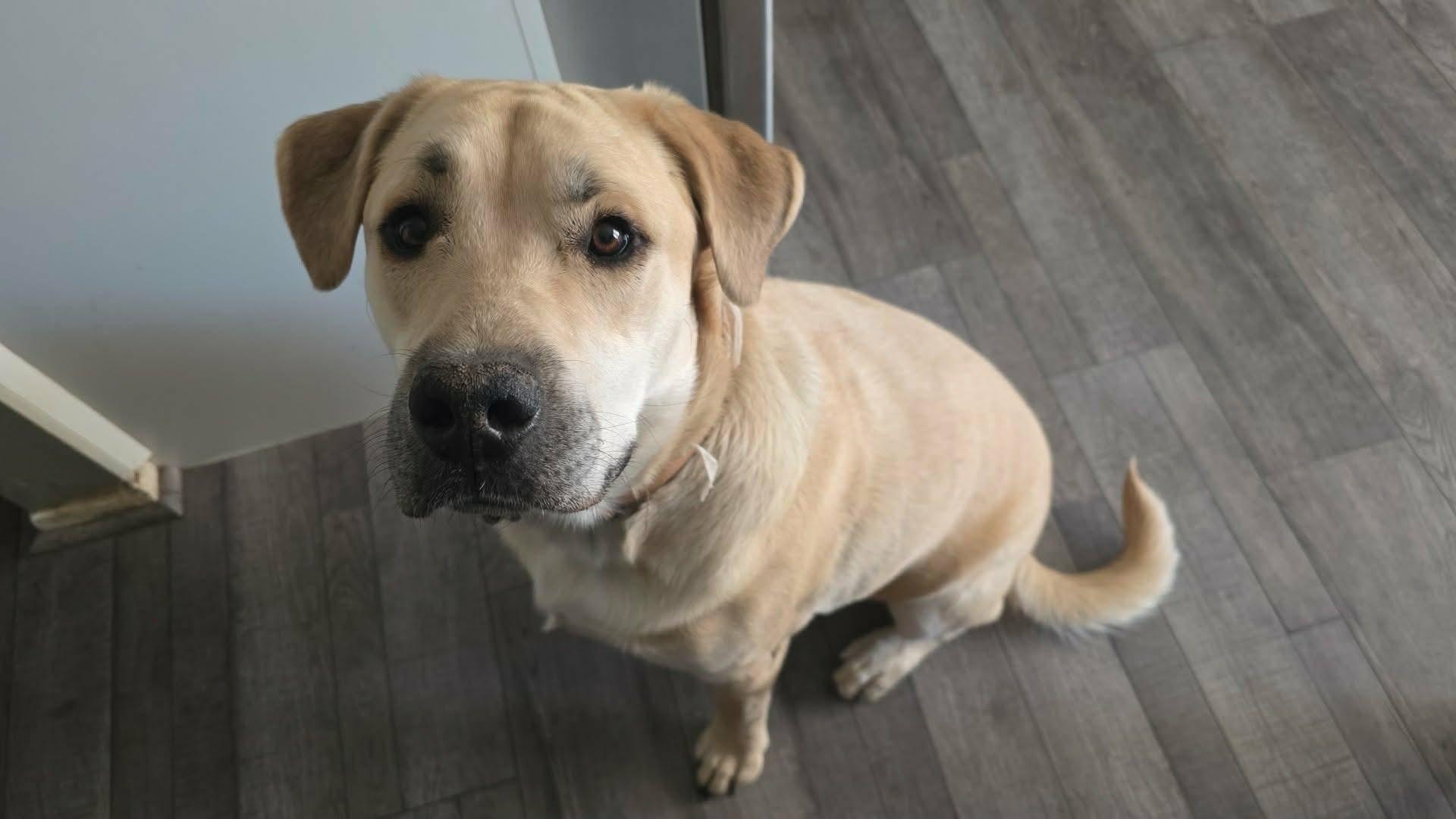Hunter, Adoptable, Young Male Yellow Labrador Retriever & Mixed Breed.