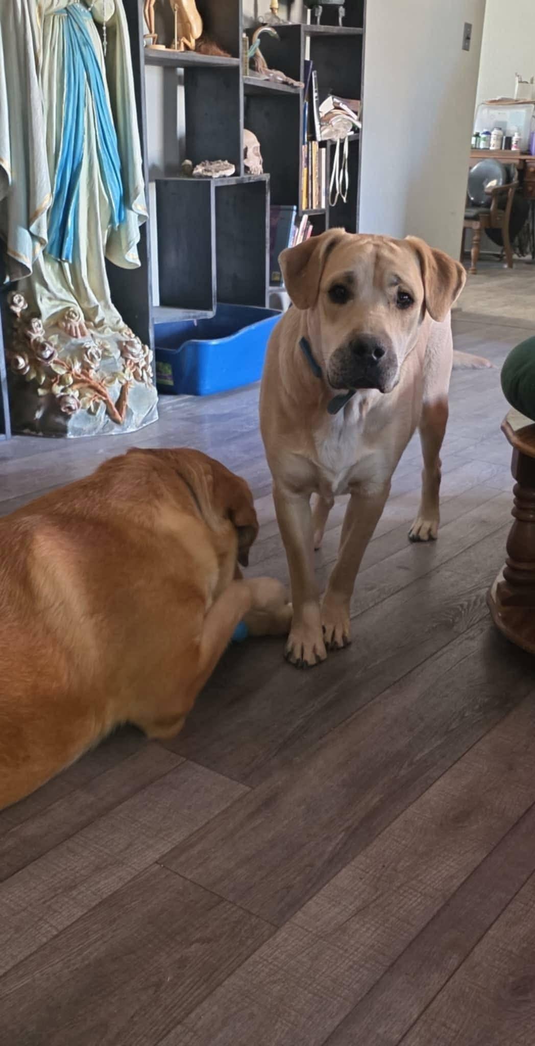 Enlarge Hunter, a Adoptable mixed breed in Thornton, CO image 2/4