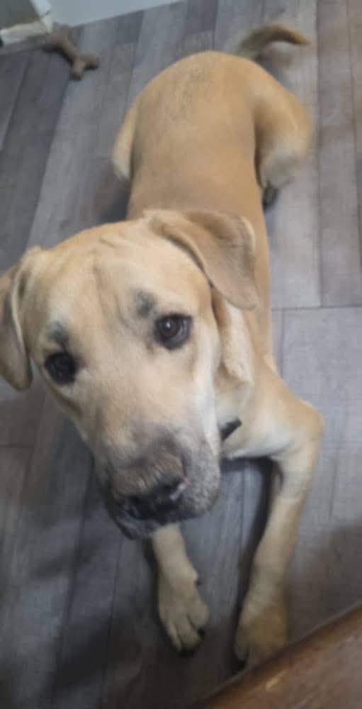 Enlarge Hunter, a Adoptable mixed breed in Thornton, CO image 4/4