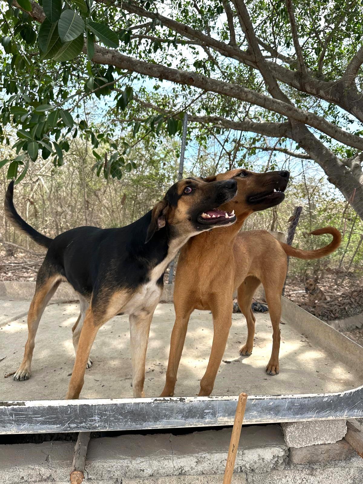 Lluvia — thumbnail 4