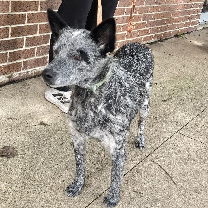 Tessa, an adopted Australian Cattle Dog / Blue Heeler in Waterloo, IA image 2/3