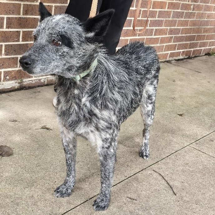 Tessa, an adopted Australian Cattle Dog / Blue Heeler in Waterloo, IA image 1/3