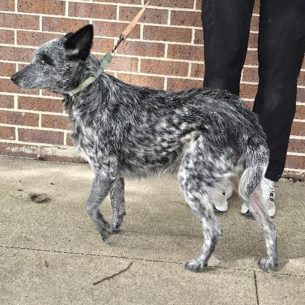 Tessa, an adopted Australian Cattle Dog / Blue Heeler in Waterloo, IA image 3/3