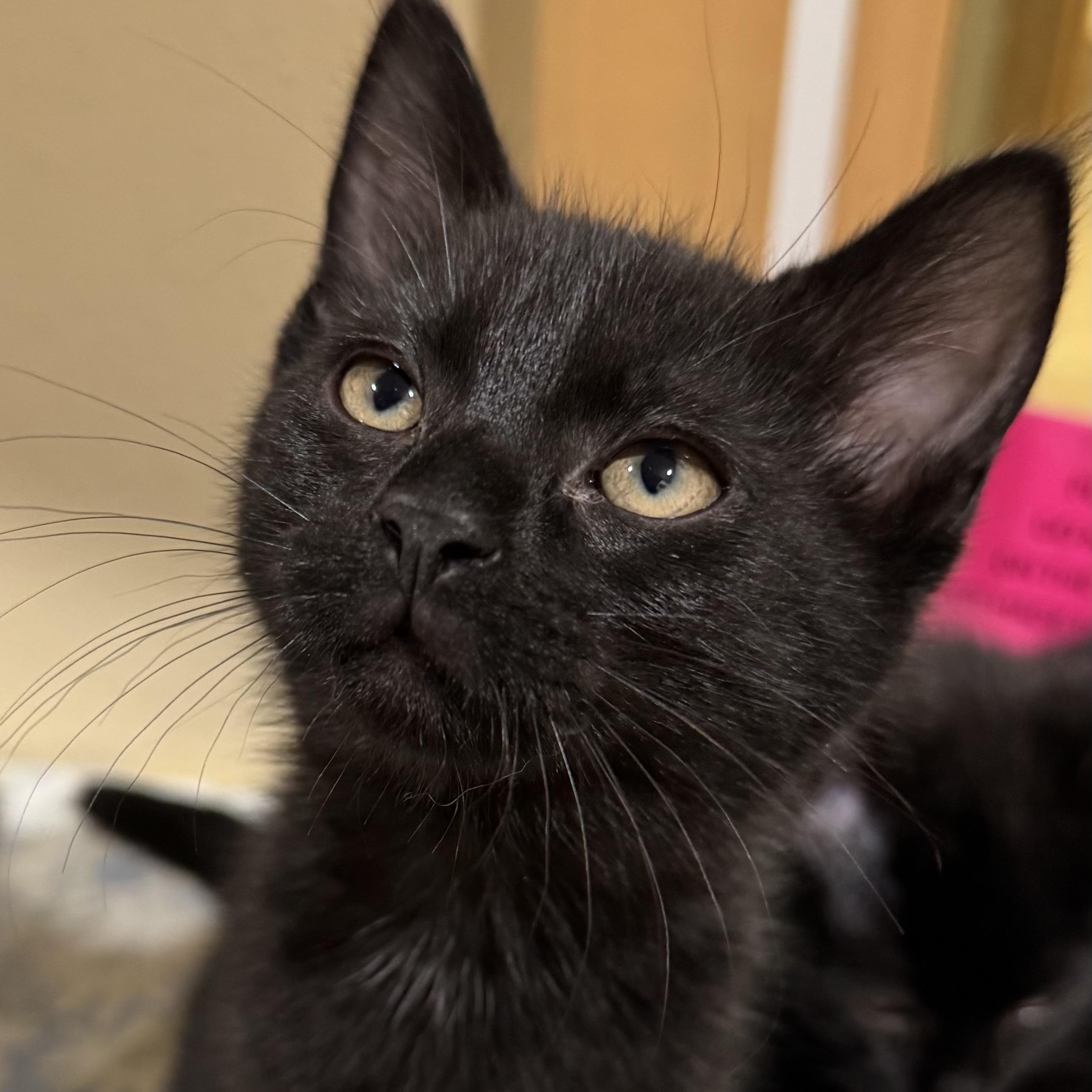 Finley, Adoptable, Kitten Female Domestic Short Hair.