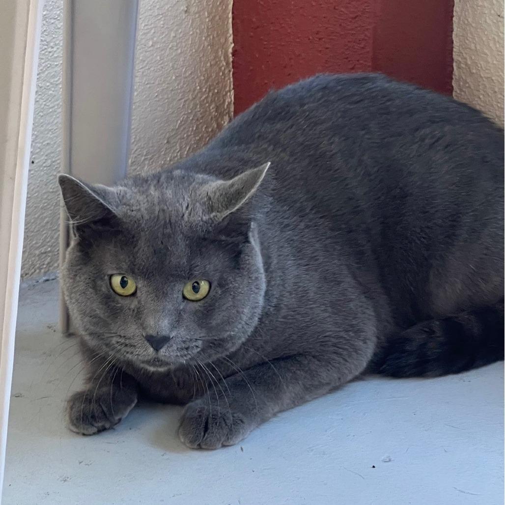 Enlarge Jimmy Hendrix, a Adoptable Domestic Short Hair in Sarasota, FL image 1/1