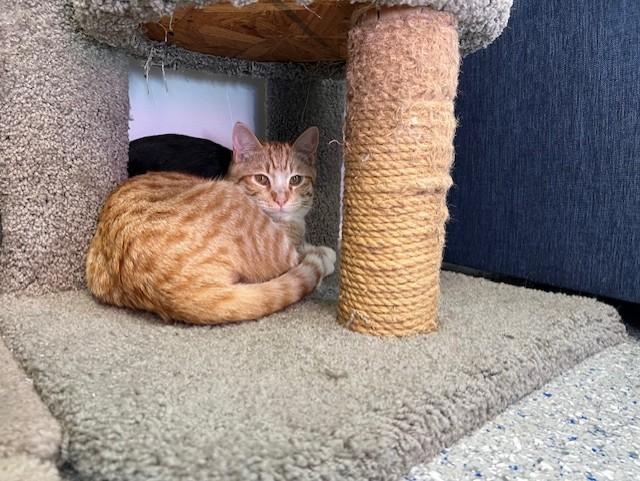 Enlarge Cheeto, a Adoptable Domestic Short Hair in Carson City, NV image 2/2