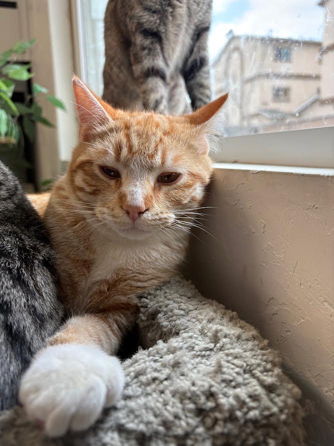 Cheeto, Adoptable, Young Male Domestic Short Hair.